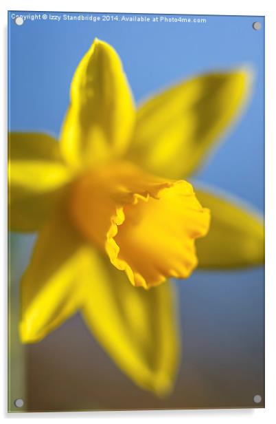 Fresh daffodil in spring Acrylic by Izzy Standbridge