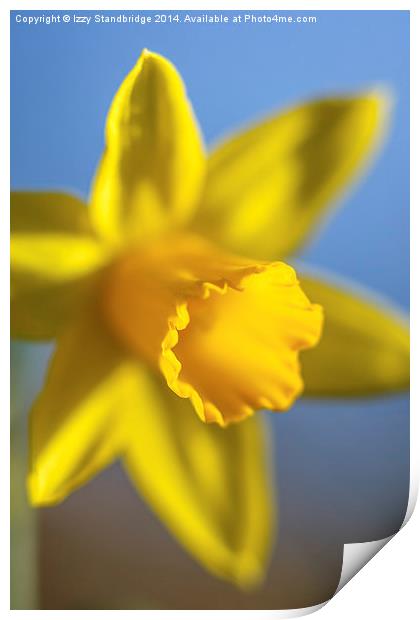 Fresh daffodil in spring Print by Izzy Standbridge