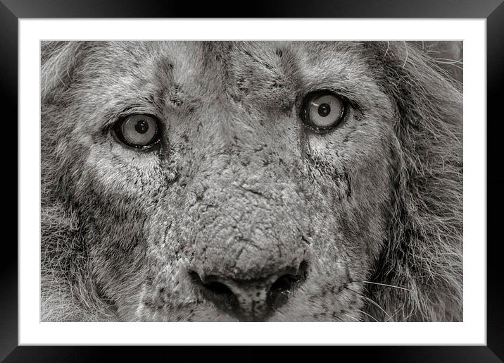 Old Male Lion Framed Mounted Print by Chris Walker