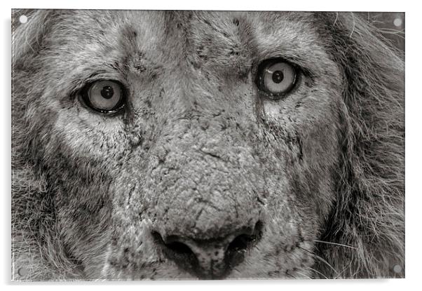 Old Male Lion Acrylic by Chris Walker