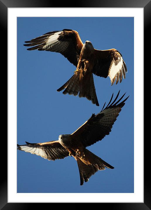 Two Red Kites Framed Mounted Print by Oxon Images
