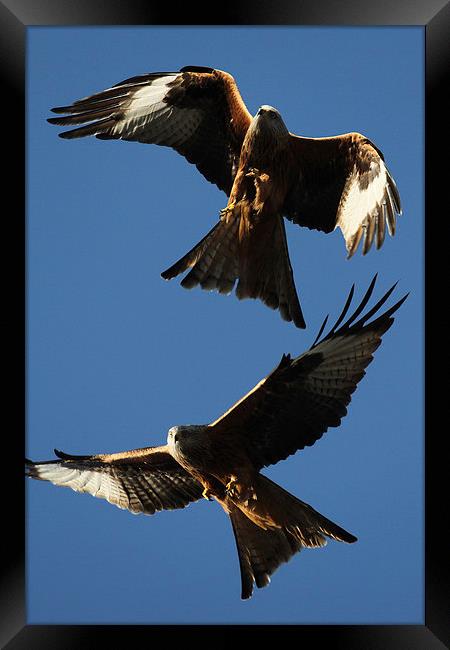 Two Red Kites Framed Print by Oxon Images