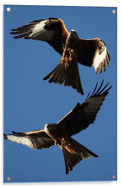 Two Red Kites Acrylic by Oxon Images