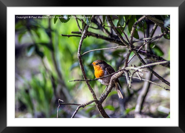 Robin in the trees Framed Mounted Print by Paul Madden