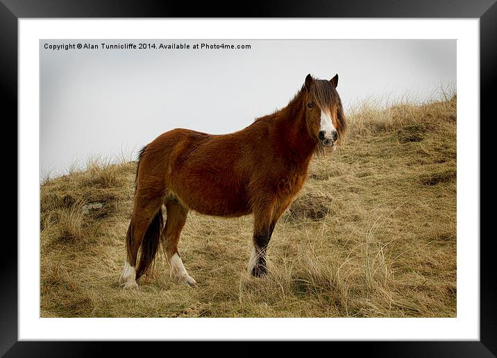 wild pony image Framed Mounted Print by Alan Tunnicliffe