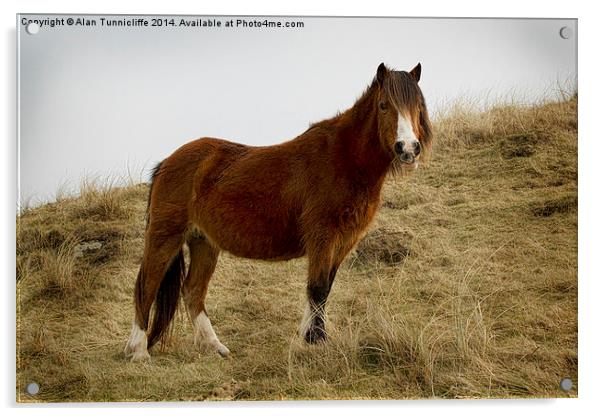 wild pony image Acrylic by Alan Tunnicliffe