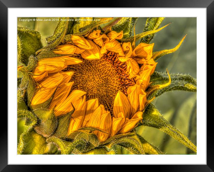 Sunflower Framed Mounted Print by Mike Janik