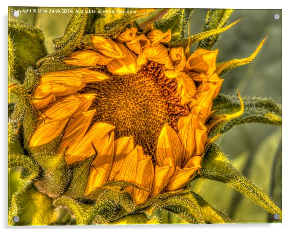 Sunflower Acrylic by Mike Janik