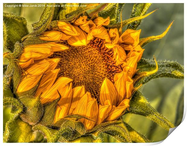 Sunflower Print by Mike Janik