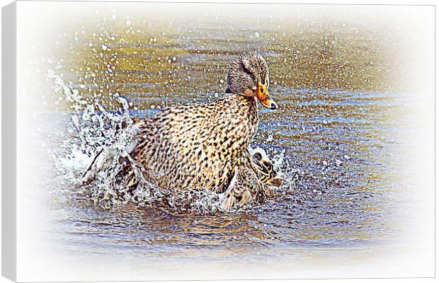 female blue-winged teal Canvas Print by Doug McRae
