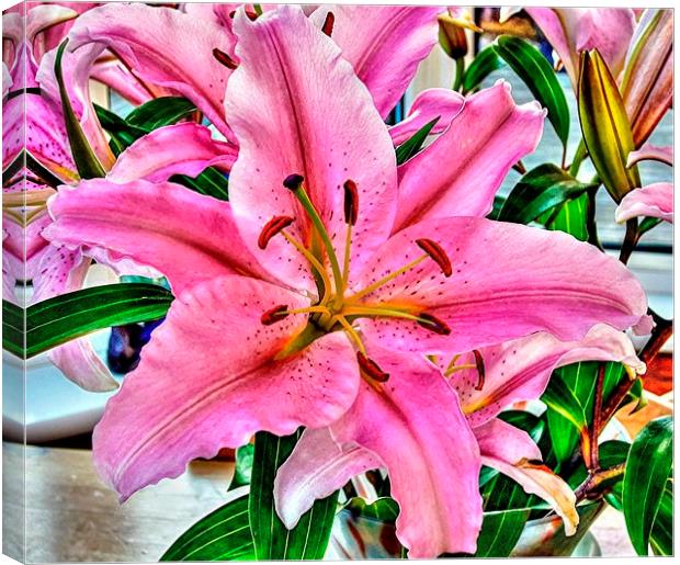 LILY THE PINK Canvas Print by len milner