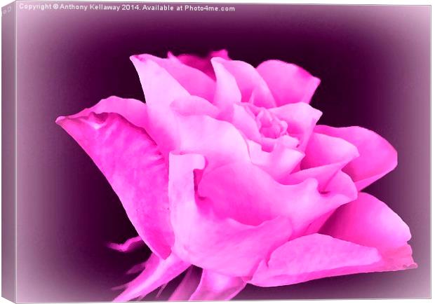LILAC ROSE Canvas Print by Anthony Kellaway