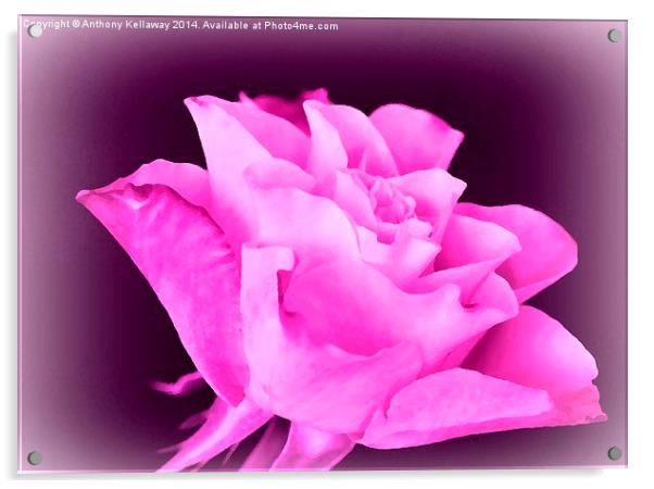 LILAC ROSE Acrylic by Anthony Kellaway