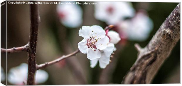 Cherry Blossom Canvas Print by Laura Witherden