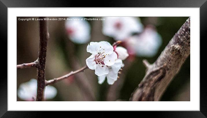 Cherry Blossom Framed Mounted Print by Laura Witherden