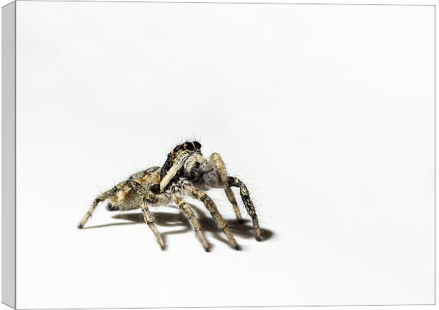 Begging spider Canvas Print by Vivienne Beck