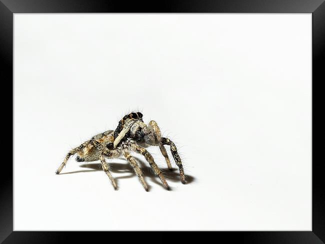 Begging spider Framed Print by Vivienne Beck