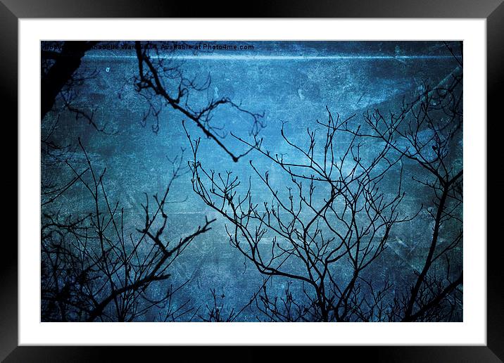 Branches In Blue Framed Mounted Print by Annabelle Ward
