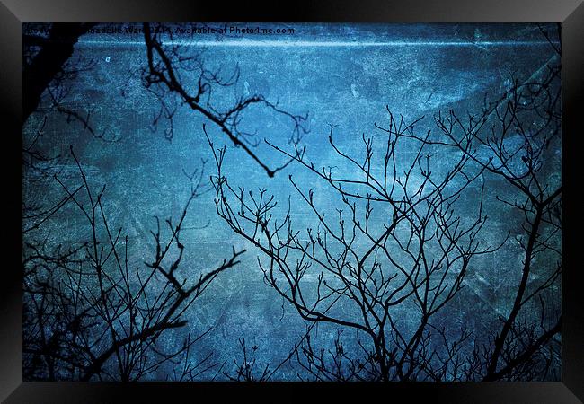 Branches In Blue Framed Print by Annabelle Ward