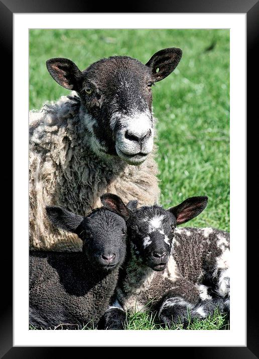 Lambing Season Framed Mounted Print by Richard Cruttwell