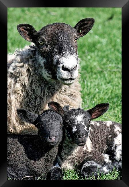 Lambing Season Framed Print by Richard Cruttwell