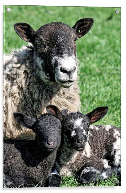 Lambing Season Acrylic by Richard Cruttwell