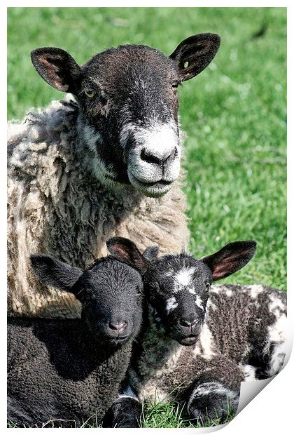 Lambing Season Print by Richard Cruttwell
