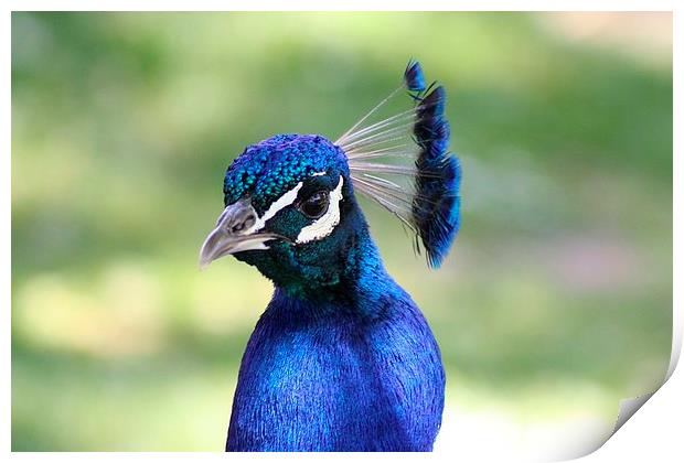 Peacock Print by Richard Cruttwell