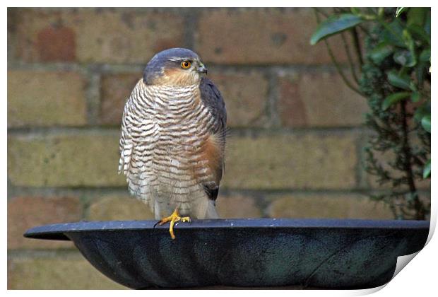 Sparrowhawk Print by Tony Murtagh