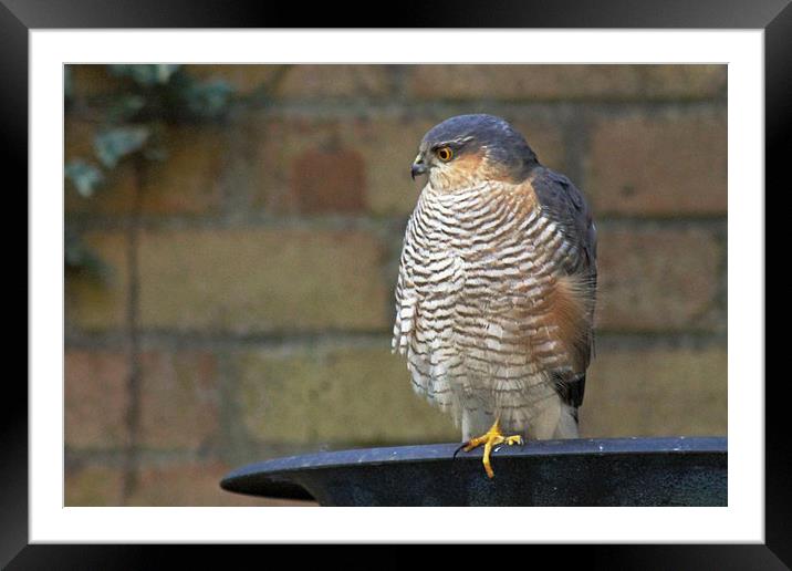 Sparrowhawk on Birdbath Framed Mounted Print by Tony Murtagh