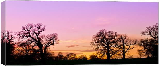 Sunset in Windsor Great Park Canvas Print by Steve Hughes