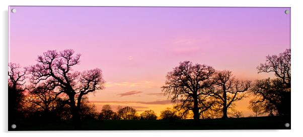 Sunset in Windsor Great Park Acrylic by Steve Hughes