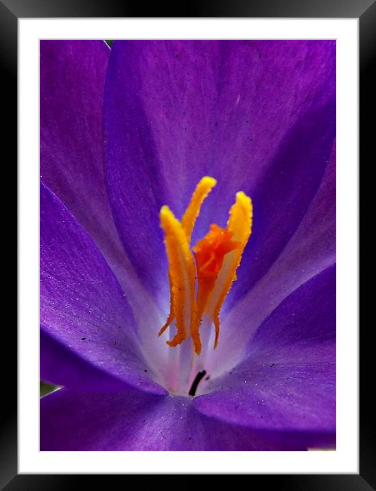 Blue Crocus Framed Mounted Print by Pics by Jody Adams