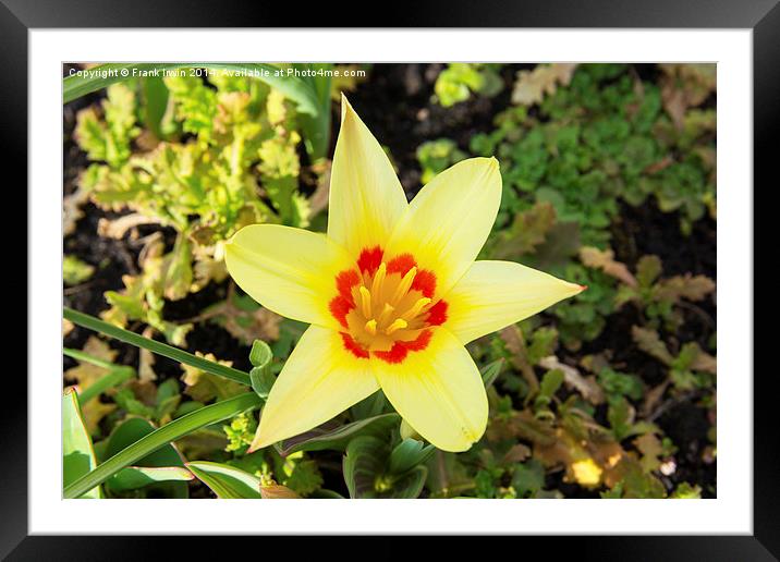 A Dwarf Tulip, showing the arrival of Spring. Framed Mounted Print by Frank Irwin