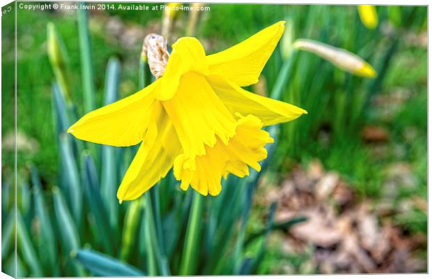 Daffodils heralding the arrival of Spring Canvas Print by Frank Irwin