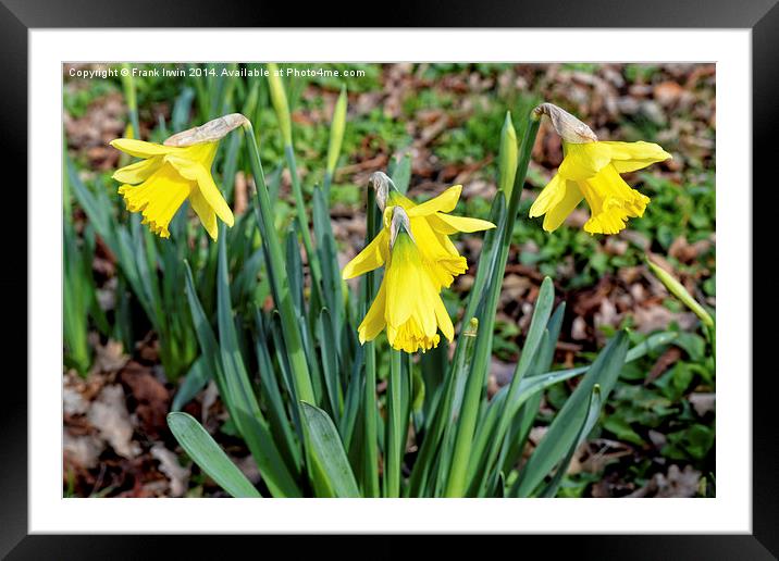 Daffodils heralding the coming of Spring. Framed Mounted Print by Frank Irwin