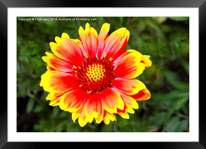 A  Beautiful and colourful flower head Framed Mounted Print by Frank Irwin