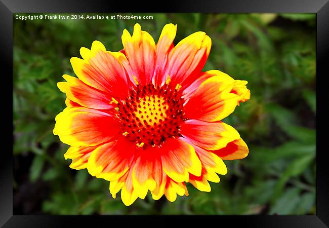 A  Beautiful and colourful flower head Framed Print by Frank Irwin