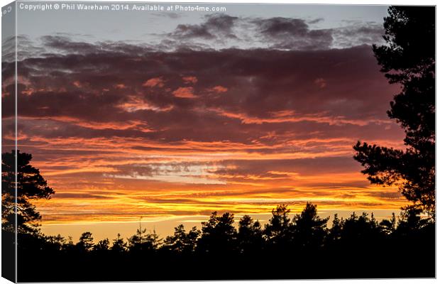 New Forest Sunset Canvas Print by Phil Wareham