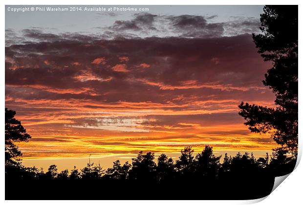 New Forest Sunset Print by Phil Wareham