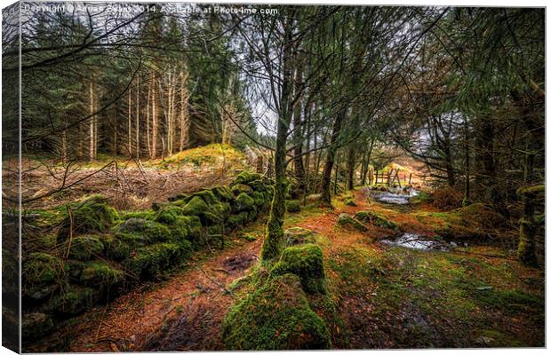 Into the Woods Canvas Print by Adrian Evans