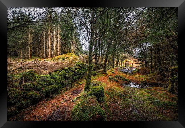 Into the Woods Framed Print by Adrian Evans