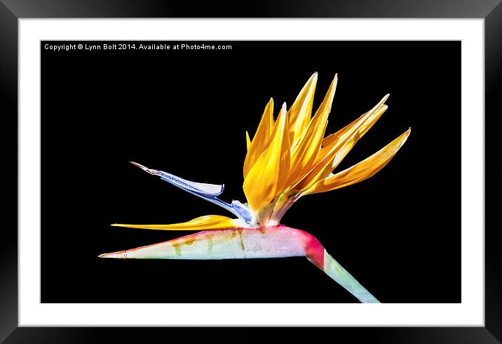 Bird of Paradise Flower Framed Mounted Print by Lynn Bolt