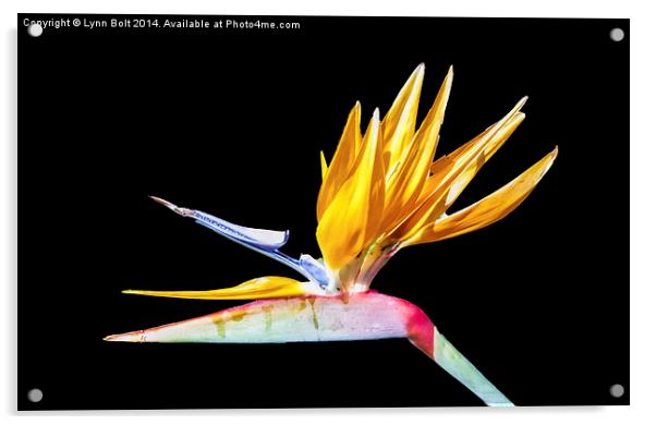 Bird of Paradise Flower Acrylic by Lynn Bolt