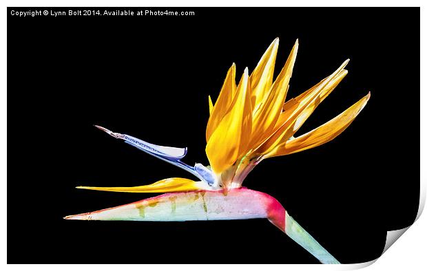 Bird of Paradise Flower Print by Lynn Bolt