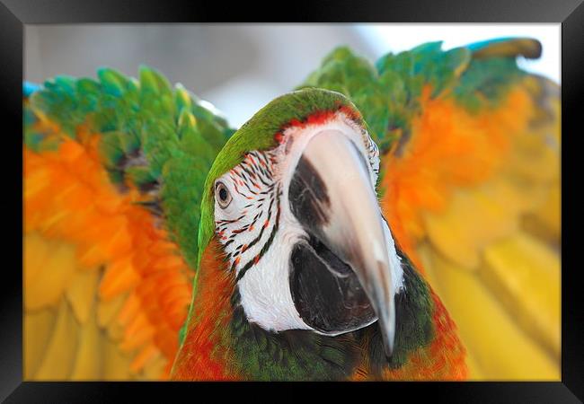 Harlequin macaw Framed Print by Mark Cake