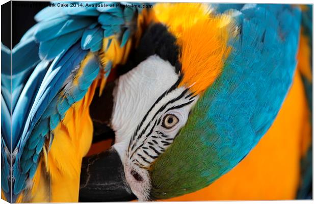 Blue and Gold macaw preening Canvas Print by Mark Cake