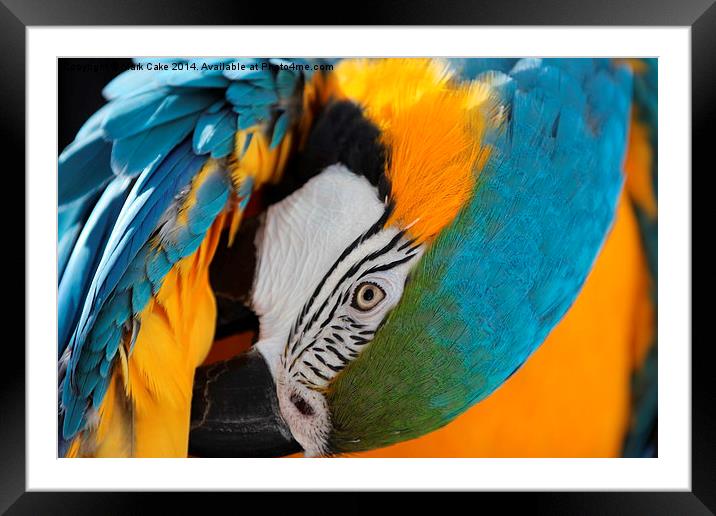 Blue and Gold macaw preening Framed Mounted Print by Mark Cake