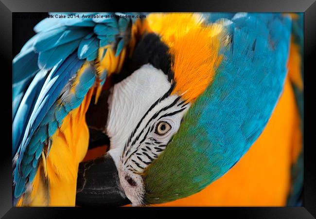 Blue and Gold macaw preening Framed Print by Mark Cake