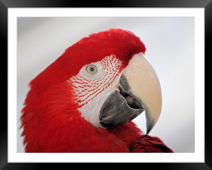 Greenwing Portrait Framed Mounted Print by Mark Cake